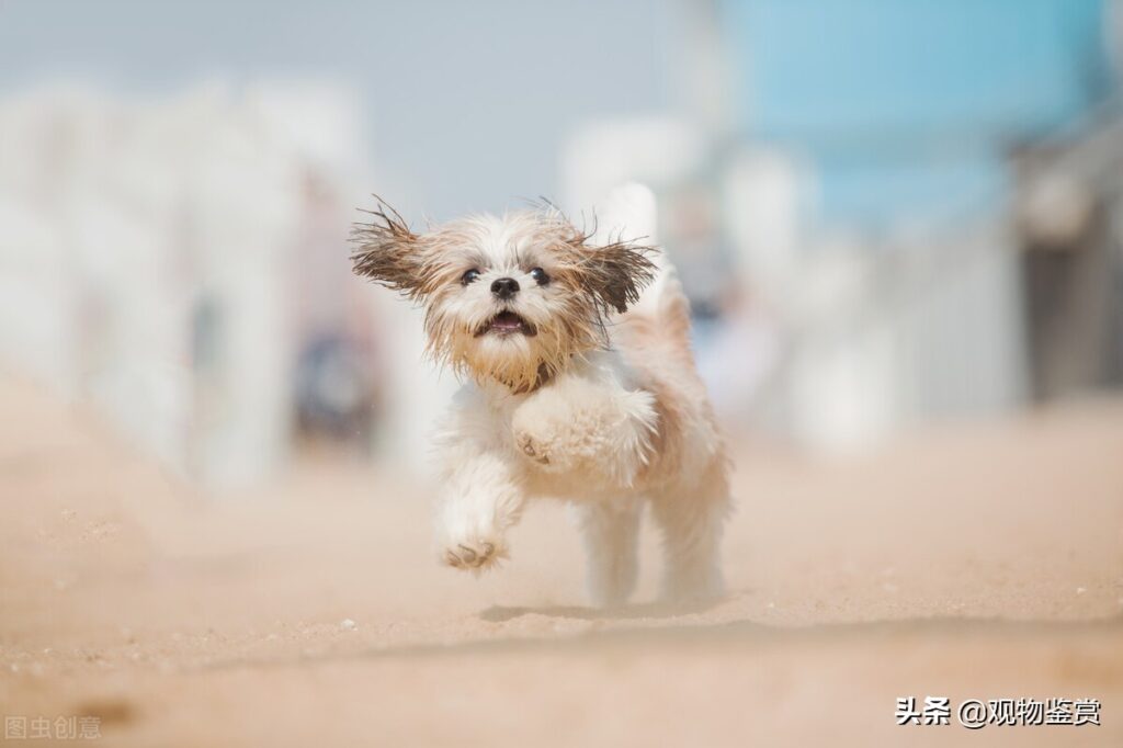 什么狗长不大最好养(什么狗长不大又可爱聪明)