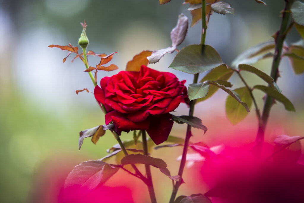 成都的市花是什么_澳门的区花是什么