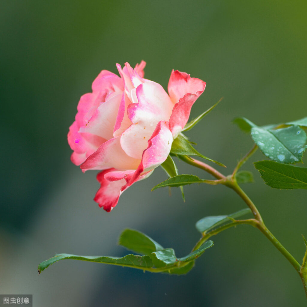 成都的市花是什么_澳门的区花是什么