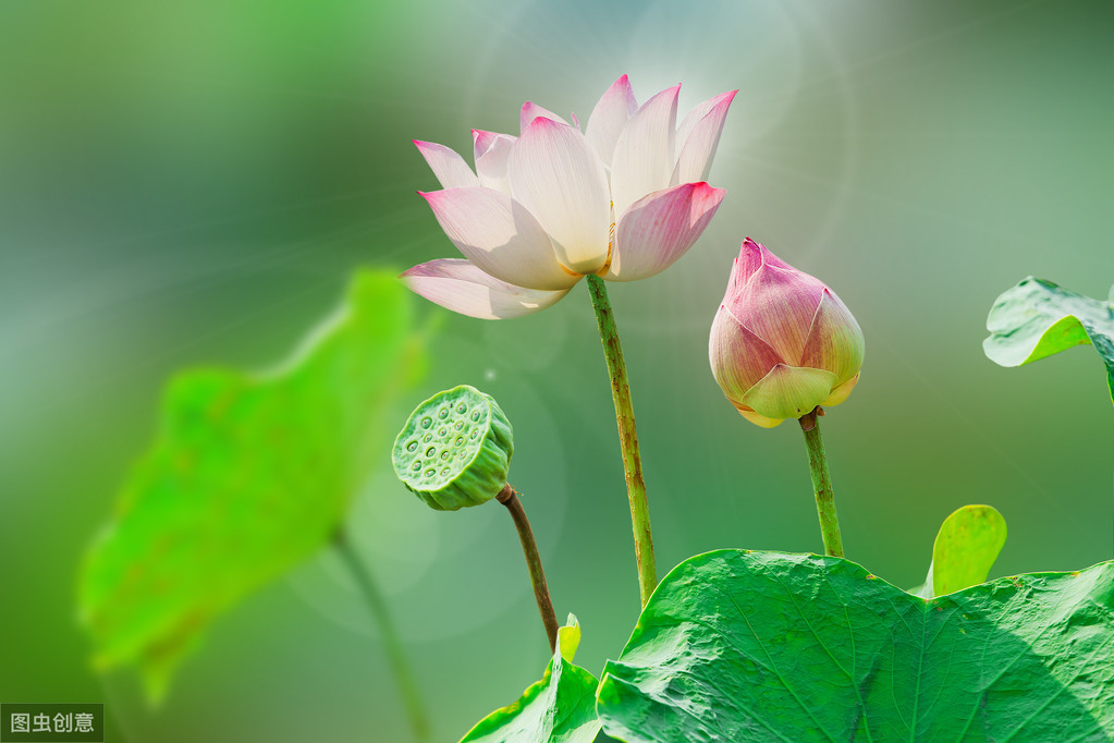 成都的市花是什么_澳门的区花是什么