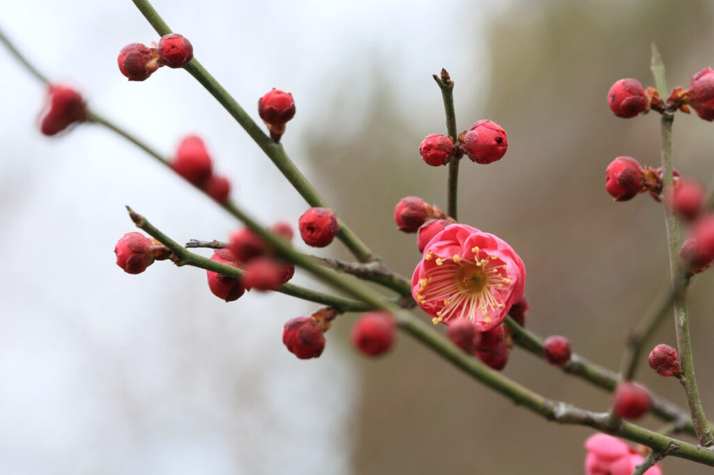 成都的市花是什么_澳门的区花是什么