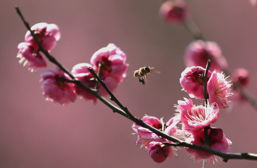 成都的市花是什么_澳门的区花是什么