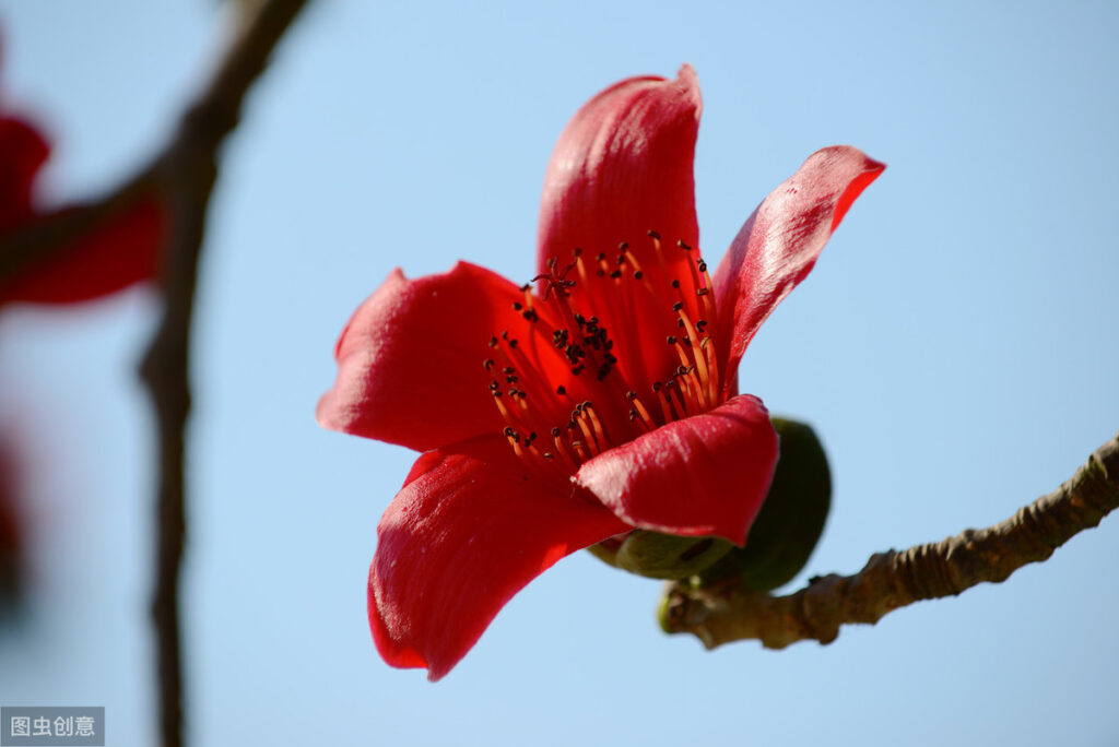 成都的市花是什么_澳门的区花是什么