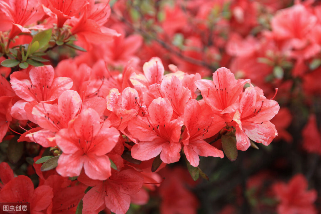 成都的市花是什么_澳门的区花是什么