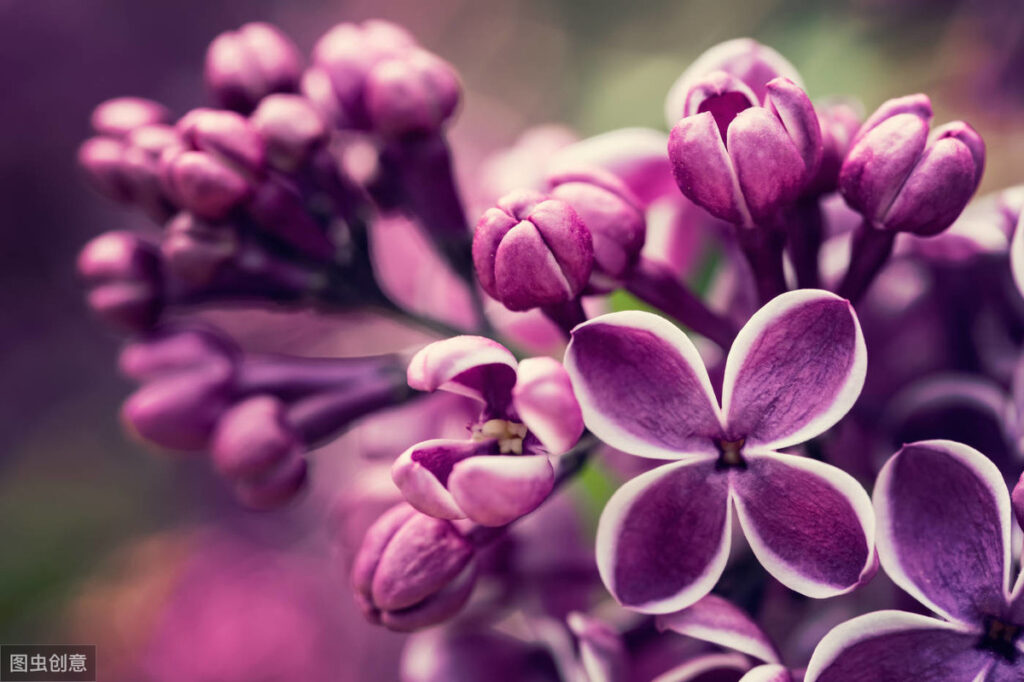 成都的市花是什么_澳门的区花是什么