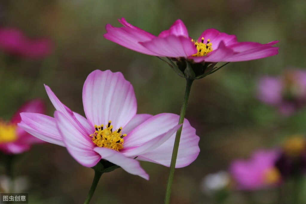 成都的市花是什么_澳门的区花是什么