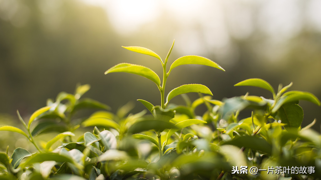 红茶的种类和产地_红茶的种类主分为四类