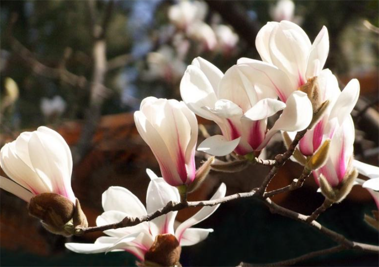 玉兰什么时候开花_玉兰花的花期是几月