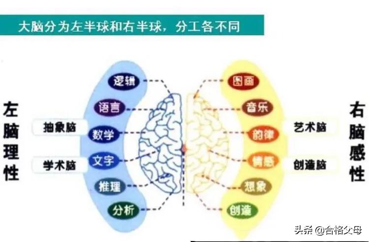 右脑记忆方法有哪些_如何对右脑进行训练