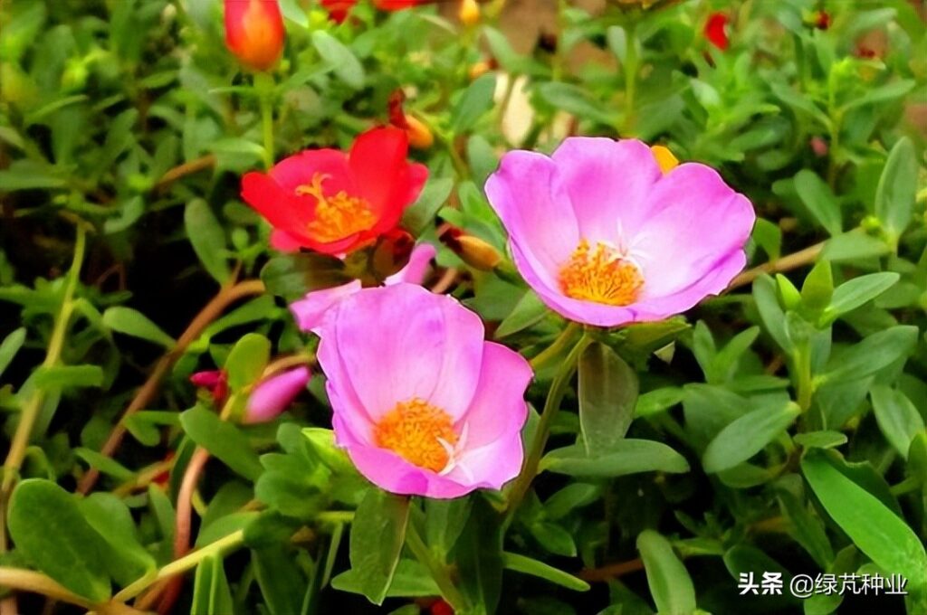 太阳花什么时候开花_太阳花什么时候结果