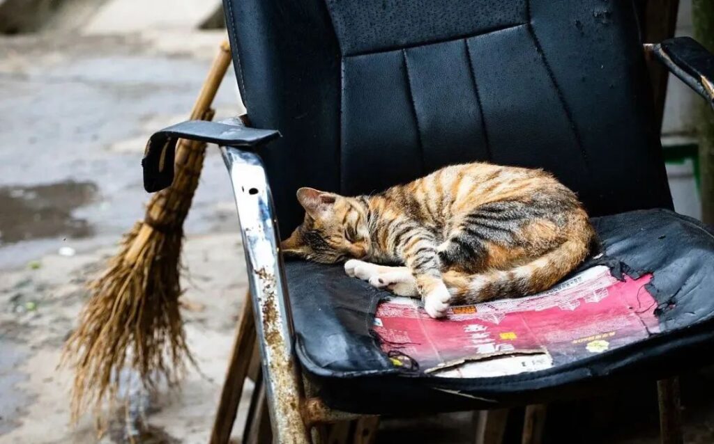 路上猫跟着你走是什么兆头_小野猫跟着你走怎么办