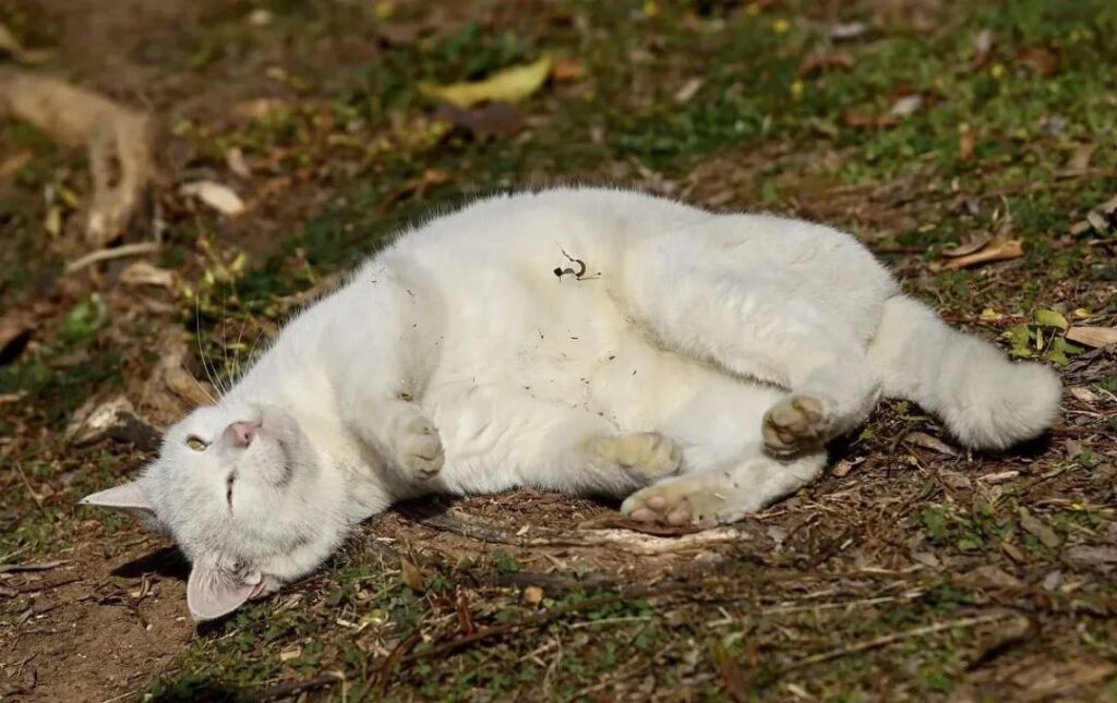 路上猫跟着你走是什么兆头_小野猫跟着你走怎么办