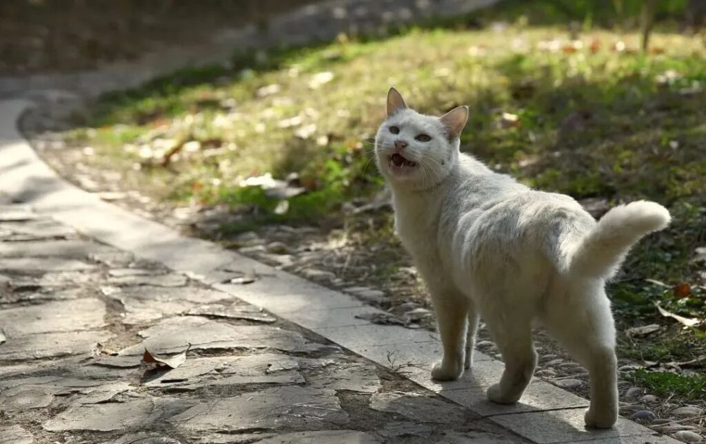 路上猫跟着你走是什么兆头_小野猫跟着你走怎么办