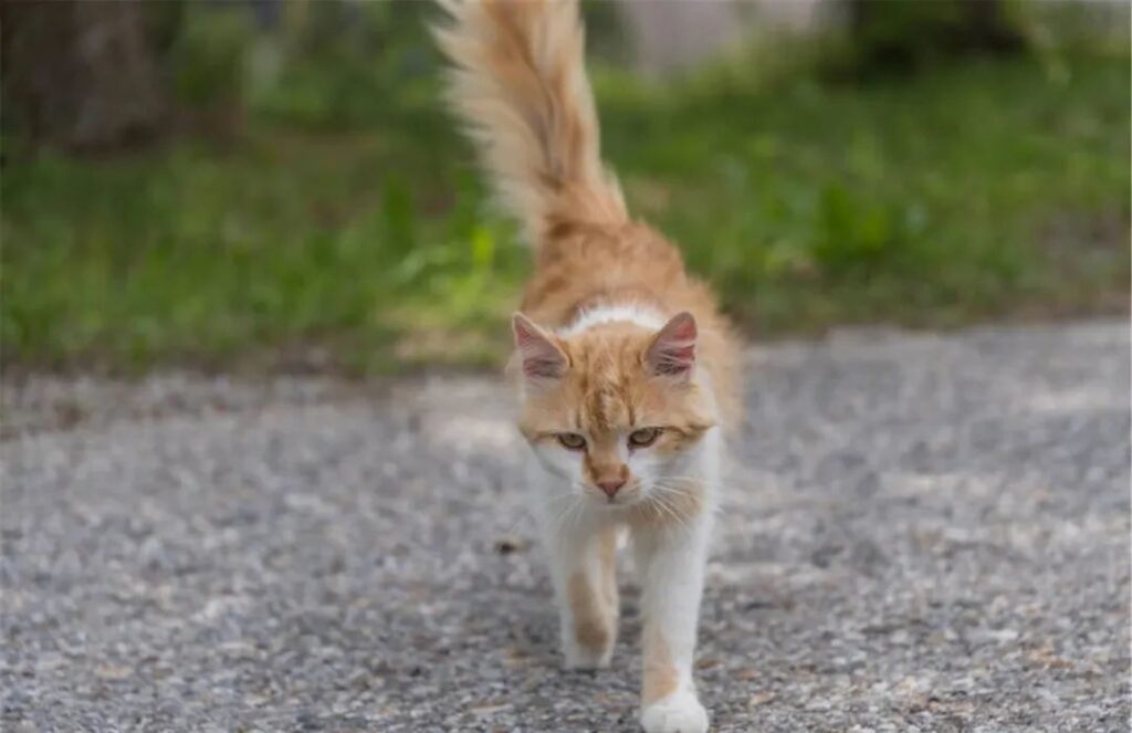 路上猫跟着你走是什么兆头_小野猫跟着你走怎么办