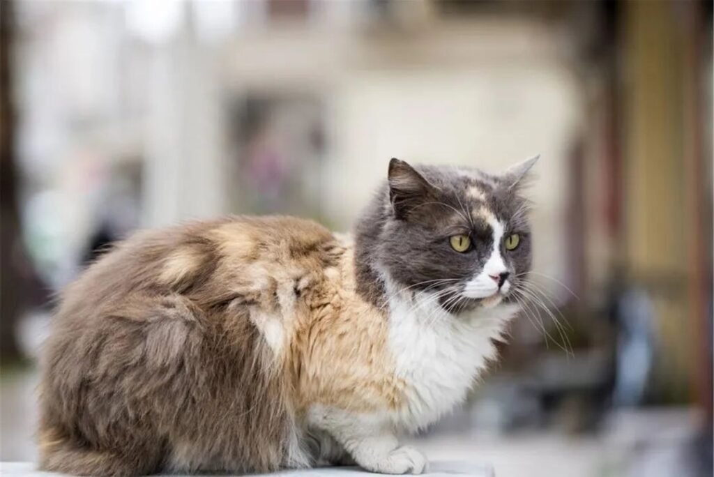 路上猫跟着你走是什么兆头_小野猫跟着你走怎么办