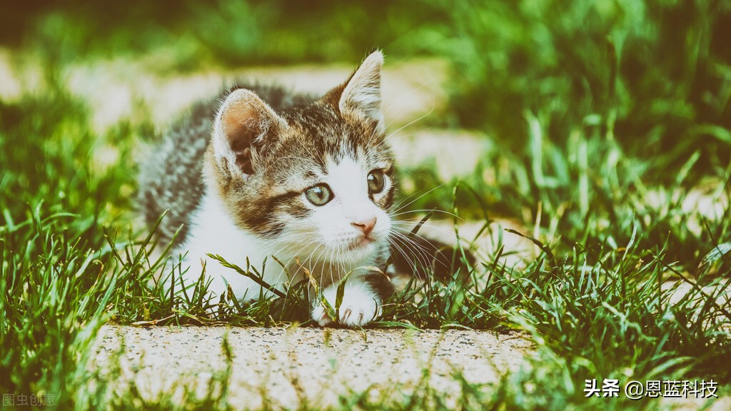 猫为什么怕吹风机_猫怕吹风机的三个原因