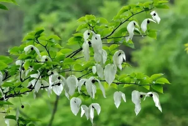 有植物熊猫之称的是指什么_植物熊猫之称的珙桐树