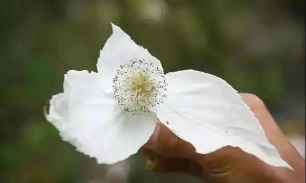 有植物熊猫之称的是指什么_植物熊猫之称的珙桐树