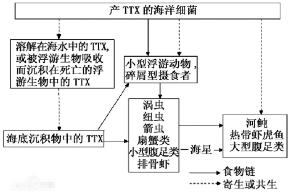 野生河豚为什么有毒_河豚体内的剧毒怎么来的