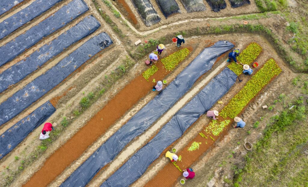 茶叶种植 助农增收