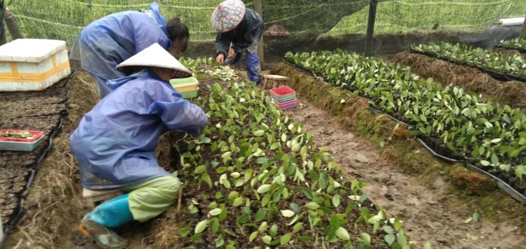 分宜：油茶嫁接忙 产业有希望