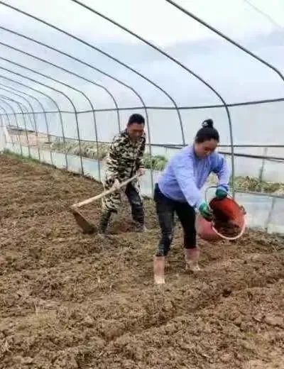 彭艳丽家庭：扎根土地 播种绿色 艳丽乡村