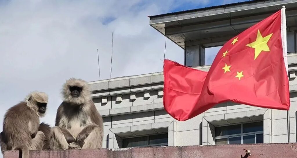 哈哈哈哈哈，吃树叶的它们进城吃零食了……