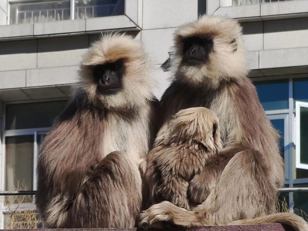 哈哈哈哈哈，吃树叶的它们进城吃零食了……