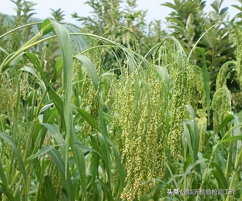 五谷是什么(五谷是什么植物)