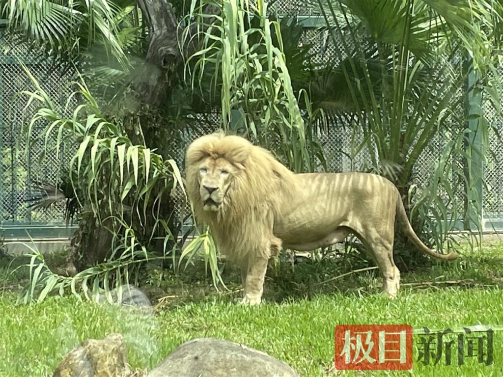 广州“齐刘海”狮子换“大背头”