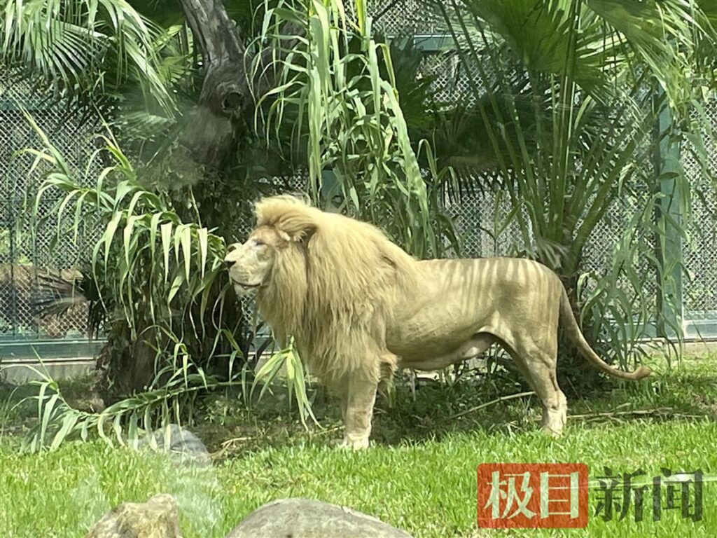 广州“齐刘海”狮子换“大背头”