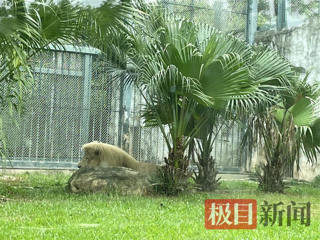 广州“齐刘海”狮子换“大背头”