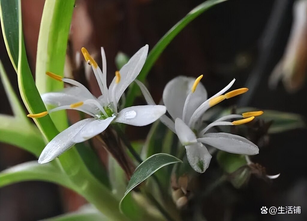 吊兰开花需要剪掉吗_吊兰怎么养开花