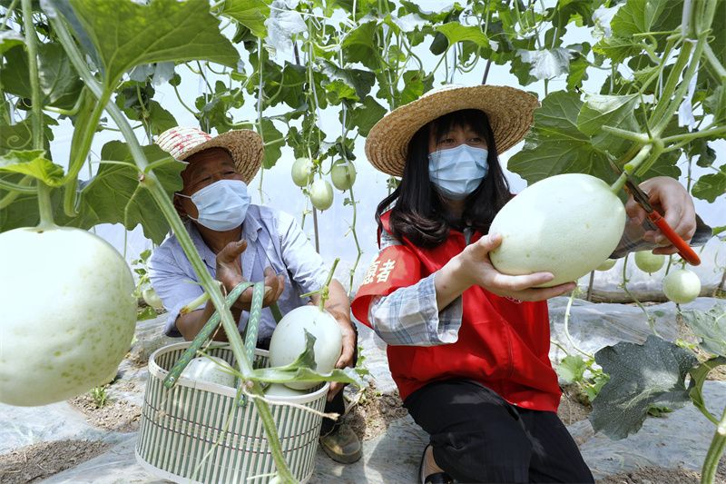 江苏张家港：瓜果飘香 党员志愿者助农销售