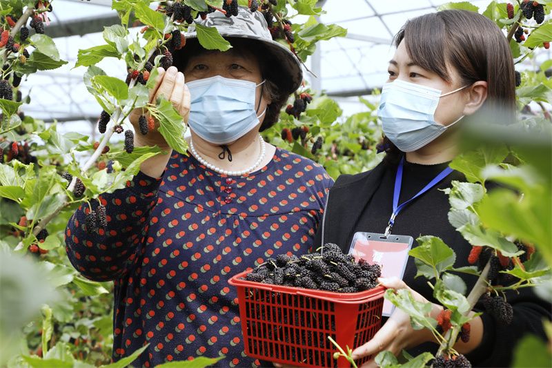 江苏张家港：瓜果飘香 党员志愿者助农销售