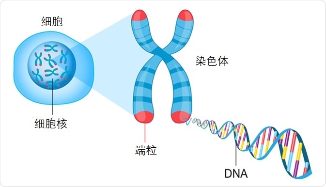 寿命最长的乌龟可以活多少年(寿命最长的乌龟寿命有多长)