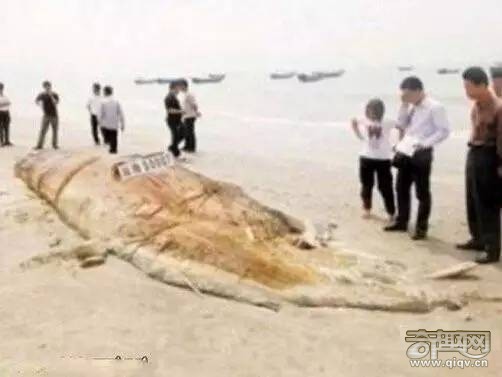 十大神秘生物长什么样_十大神秘生物