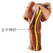 正中神经损伤怎么治疗_正中神经损伤康复训练