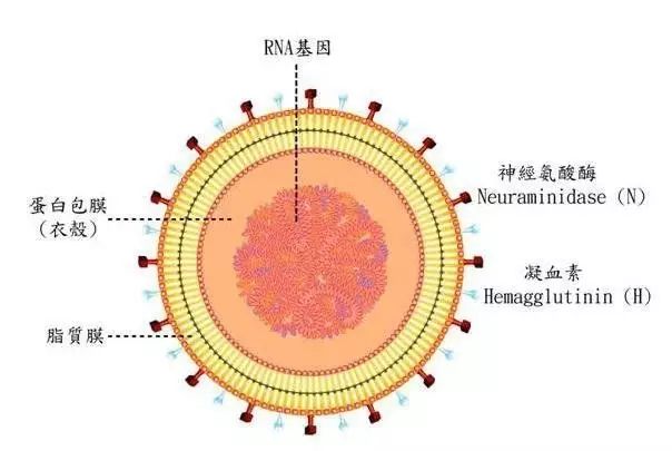 为啥最近多感冒？甲型H3N2流感来捣乱！大夫告诉你怎么预防