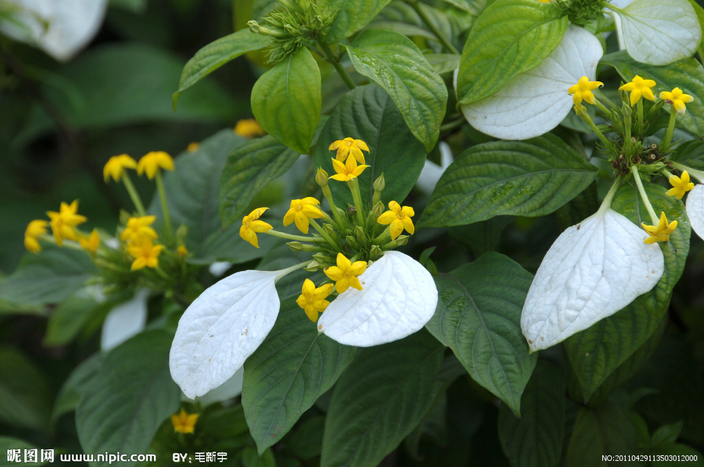 玉叶金花主要功能_玉叶金花的作用