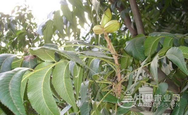 碧根果产地哪里最好_碧根果产于哪里