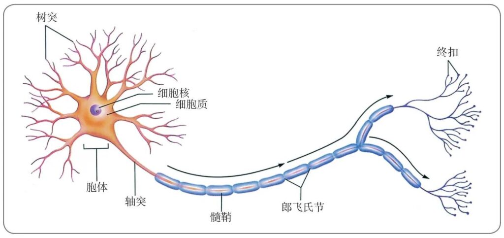 信息是如何在体内进行传递的_信息是怎么传递的