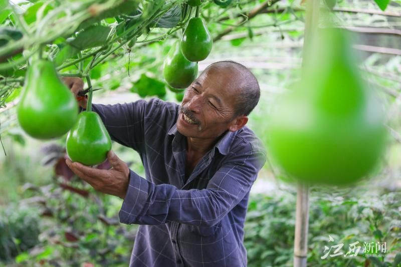 蔬菜采摘忙