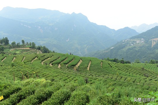 仙人掌茶怎么泡_仙人掌茶的泡法