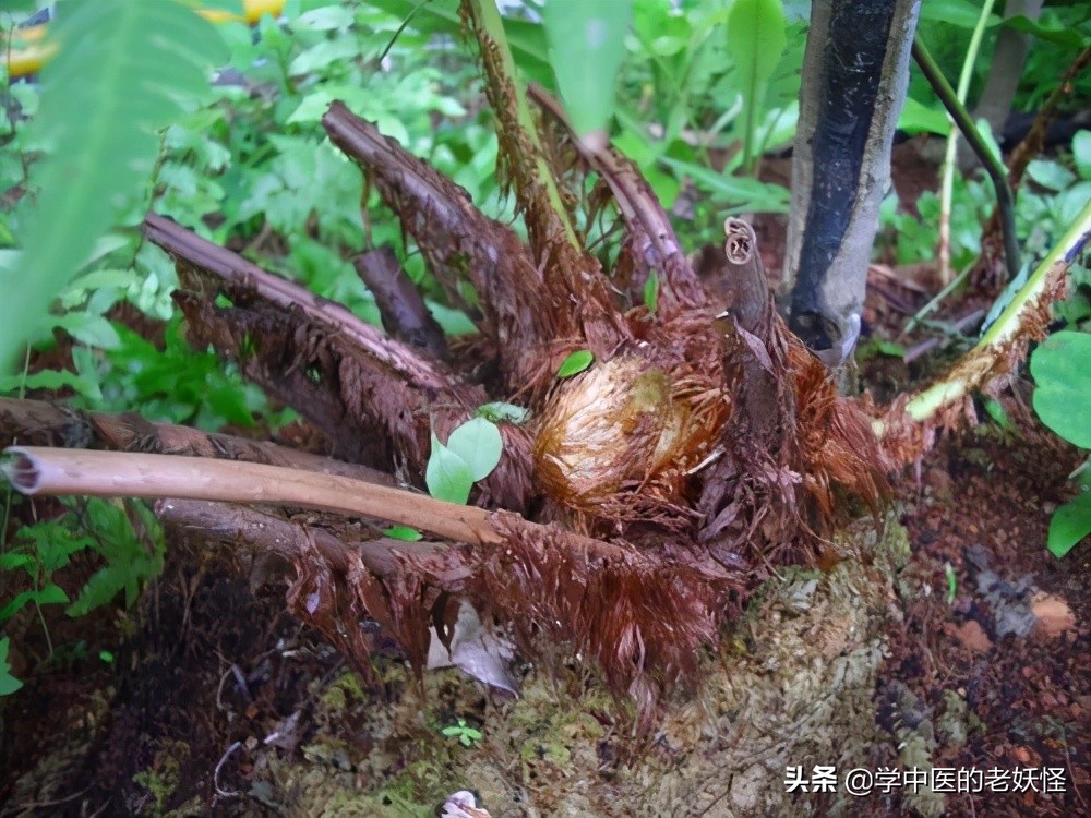 狗脊的作用_狗脊的功效