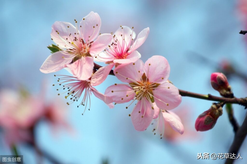 桃花在几月份开花_桃花什么时候开花