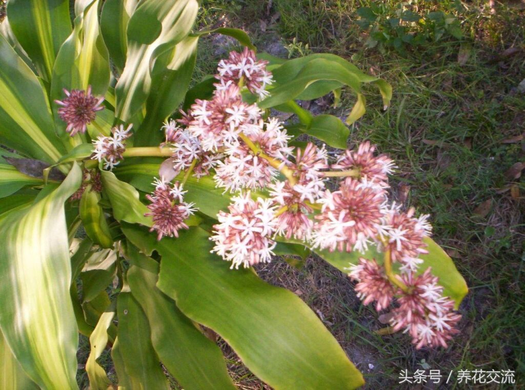 香龙血树怎么种植_香龙血树种植方法