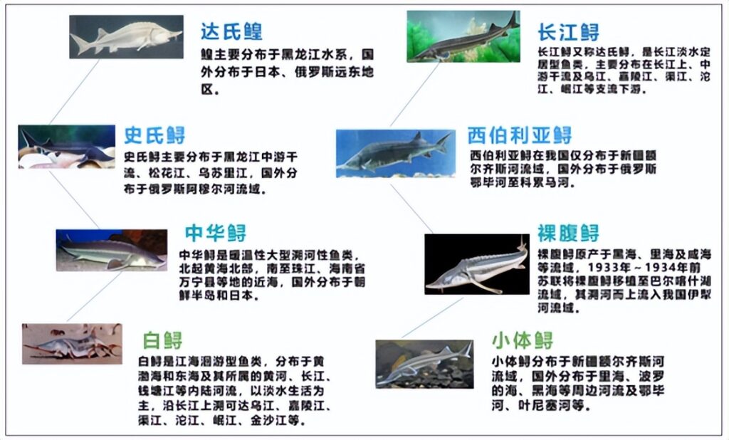 顶级鱼子酱价格_俄罗斯鱼子酱价格