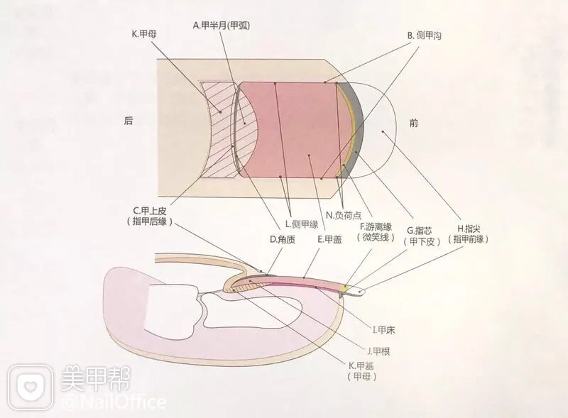 甲床变长好吗_甲床增长小窍门