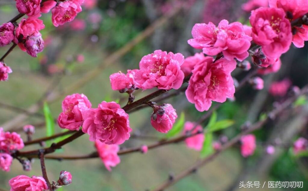 桃花配什么喝祛斑效果好_桃花祛斑有用吗